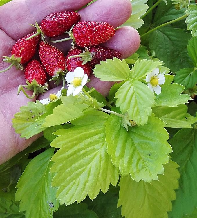 Seeds Alpine Strawberry Alexandria/Everbearing/All Year Round/Non GMO/Heirloom
