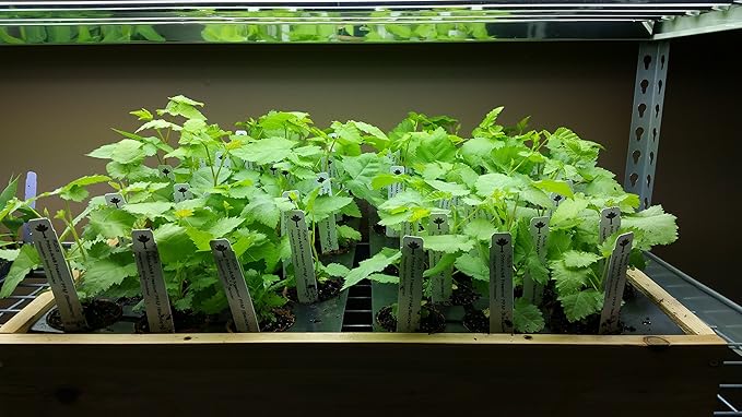 BlackBerry Plants Prime-Ark Freedom Price Includes Four (4) Plants