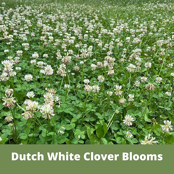 Flawn Seed Kits White Dutch Clover Seed, 1.1 Oz, Organic Coated, Natural Lawn, Ground Cover, Hunting Food Plot, Covers up to 250 Sqft