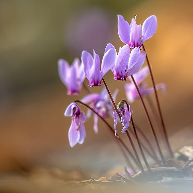 Easy to Grow Cyclamen Mix Plant Bulbs (3 Pack) - Cold Hardy Cyclamen Colorful Blooms Winter to Spring Gardens Indoor Outdoor