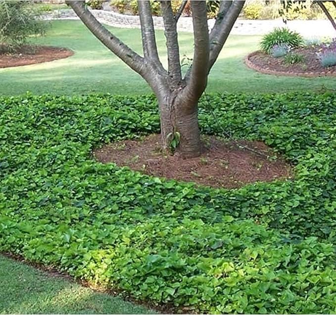 American Plant Exchange English Ivy – Live 4-Inch Potted Trailing Vine, Fast-Growing Air-Purifying Houseplant, Easy-Care Indoor & Outdoor Climbing Ivy for Hanging Baskets