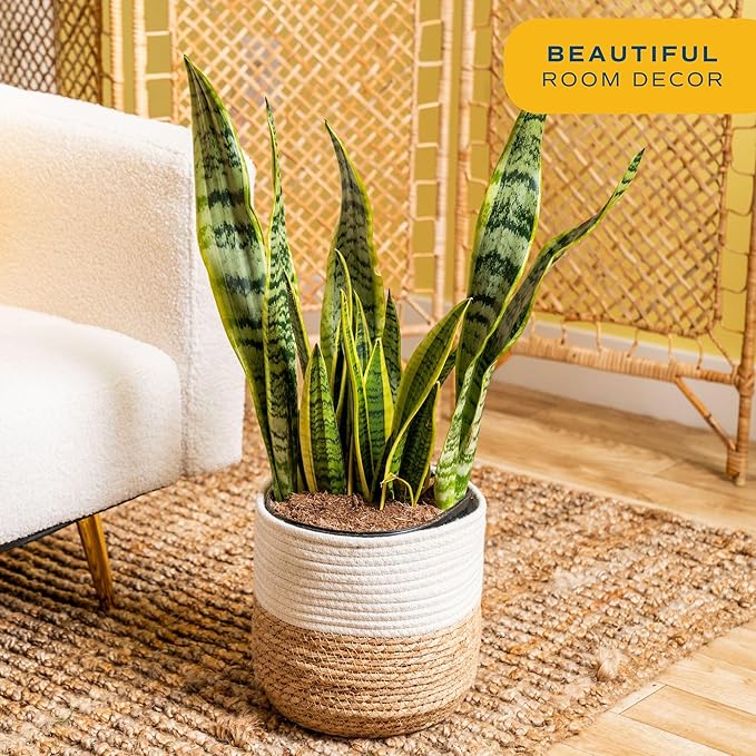 Costa Farms Live Snake Plant, Sansevieria, Easy Care House Plant in Premium Decor Pot, Houseplant in Potting Soil Mix, Succulent Plant Gift for Housewarming, Office and Home Decor, 2-3 Feet Tall