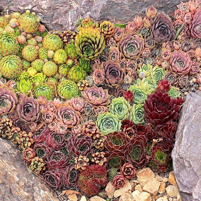 Mountain Crest Gardens Sempervivum Bulk Pack - 25 Live Cold Hardy Plants, 5 of Each Variety, Rooted in 2 Inch Pots - Real Succulents for Outdoor Projects, Landscaping & Resale