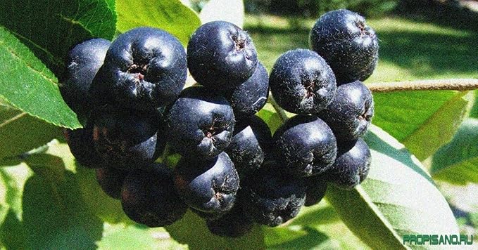 8-14" Tall Aronia melanocarpa Black Chokeberry bareroot Plant