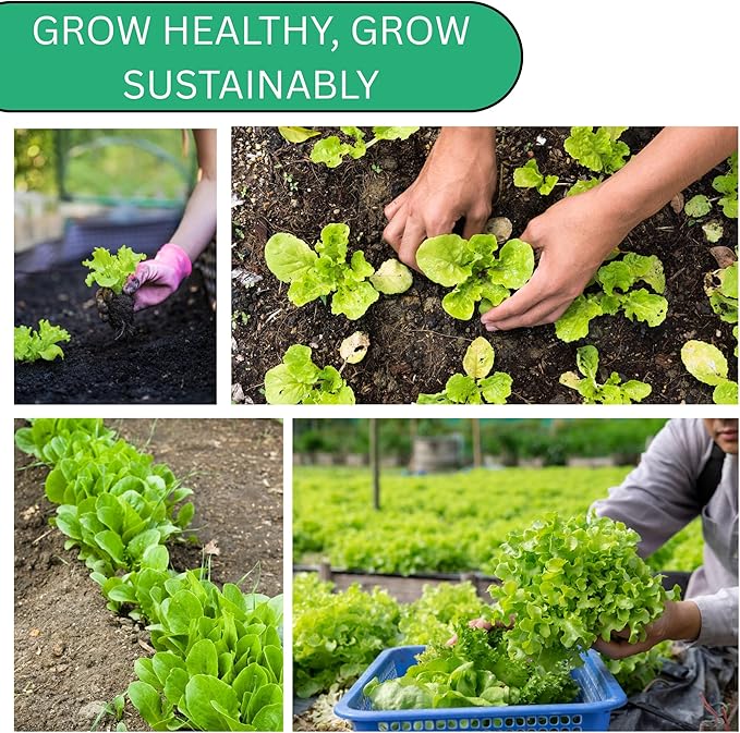 Summer Bibb Heirloom Lettuce Seeds for Planting - Over 2,700 Non-GMO Seed Pack for Growing Indoors, Outdoors, or as Hydroponic Seeds - Beginner-Friendly Green Leaf Lettuce Seed | Woods Creek Seeds