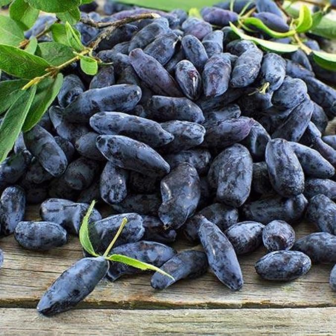 1 Litter Pot Honeyberry ‘Aurora’ (Lonicera caerulea VAR.edulis) 1 Plant 12-18” Tall Haskap