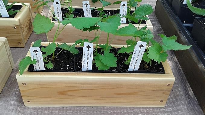BlackBerry Plants Prime-Ark Freedom Price Includes Four (4) Plants