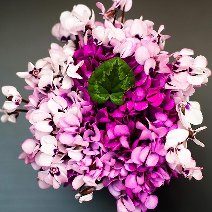 Easy to Grow Cyclamen Mix Plant Bulbs (3 Pack) - Cold Hardy Cyclamen Colorful Blooms Winter to Spring Gardens Indoor Outdoor