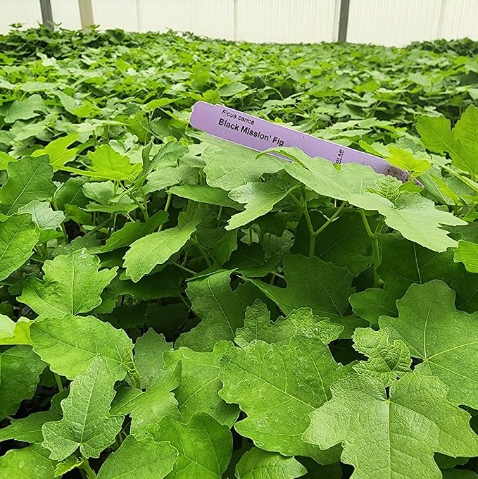 Fig Tree Black Mission Live for Sale (4 Pack) | Easy to Grow Plants | Edible Fruit Plant for Sustainable Living | Grow Your own Food on Your Edible Organic Garden| Live for Planting| 2 inch Pot