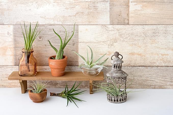 Air Plant Low Light House Plants Box (8PK) Tillandsia Air Plants Live Houseplants Live Indoor Plants Live Succulents Plants Live Terrarium Plants Live, Air Plant Holder Airplant Kit by Plants for Pets