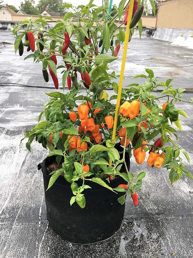 EnRoot Products LLC RootEase 5-Pack Garden Planting Fabric Pot, Heavy Duty Durable Grow Bags/Planter, Raised Bed Gardening, Eco-Friendly Grow Bags with Handles (3 Gallon, Red)