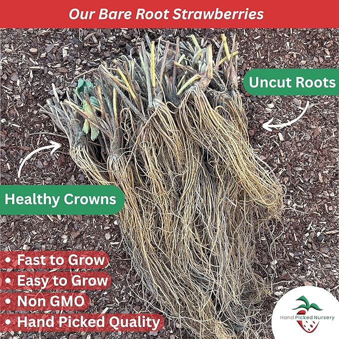 San Andreas Everbearing Bare Root Strawberry Plants - Large Strawberries, Produces Great in Cold and Hot Climates - from Hand Picked Nursery (10)