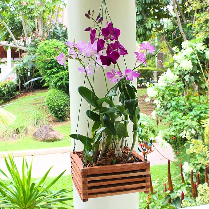 Set of 3 Strong Wooden Orchid Baskets with Hangers, Vanda Baskets for Outside