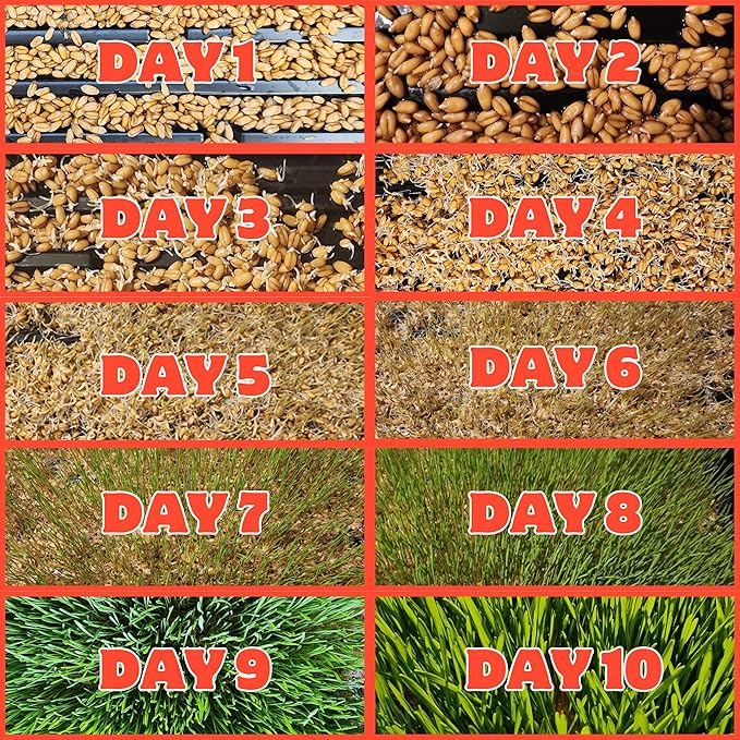 Healthy Greens Wheatgrass Scratch Feed & Fodder Seed, 1lb Bag. Premium Wheat Berries, Non-GMO Wheatgrass for Backyard Chickens, Plant Indoors/Outdoors. Also Ideal for Cats, Dogs w/Chick Fresh (5 Bags)
