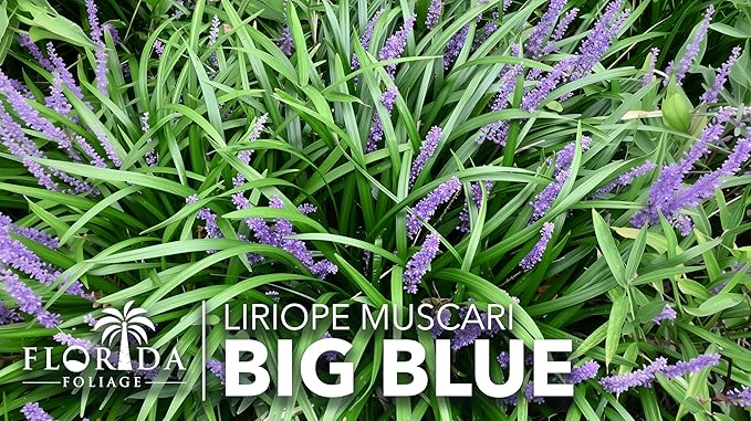 Liriope Big Blue | 30 Live Plants | Liriope muscari | Lavender Blue Flowers | Evergreen Ground Cover for Shade | Landscape Borders for Walkways and Beds