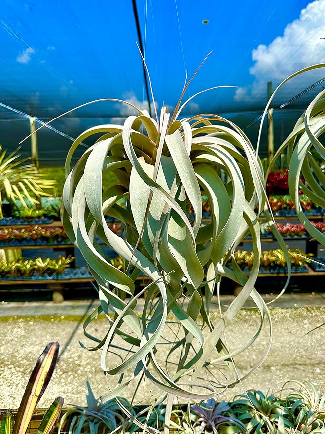 ragnaroc Live Air Plant - Tillandsia Xerographica, Jumbo 6-9” - 3 ct - Ideal for Gifts & Presents, Live Indoor Plants & Live House-Plants – Live Plants for Home décor