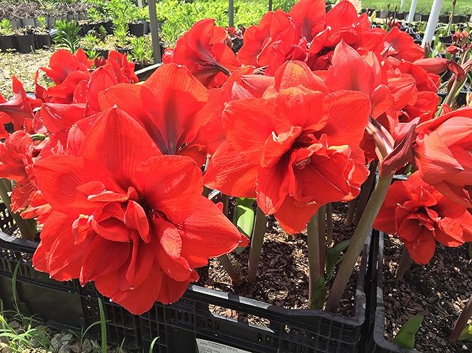 Double Dragon Amaryllis Bulb - Double Blooming Amaryllis, Easy to Grow Bulbs