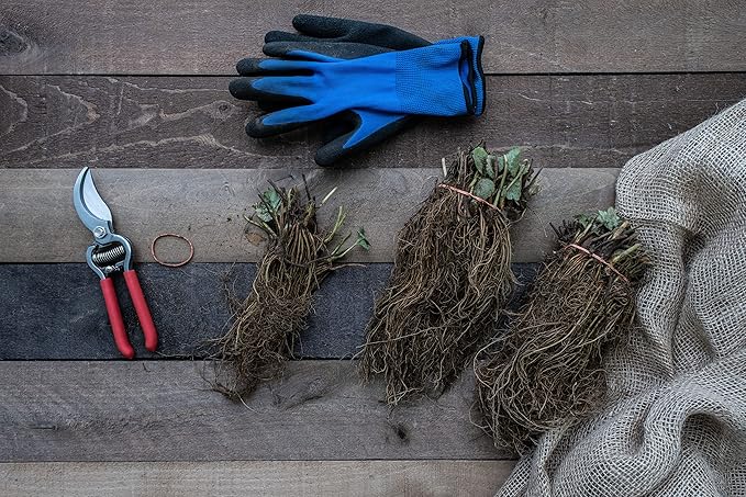 Seascape Everbearing Strawberry Bare Roots Plants, 25 per Pack, Hardy Plants Non GMO