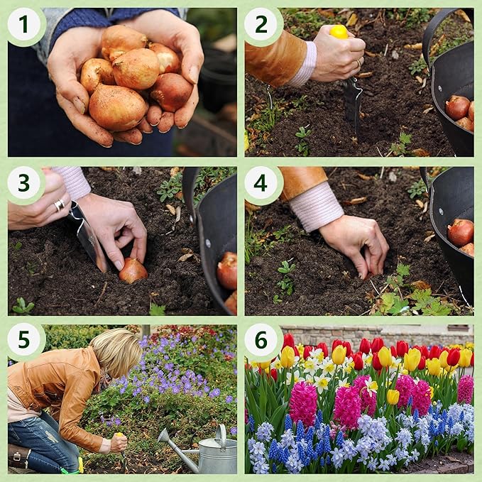 Dutch Bulbs Spring Border Flower Bulb Collection (50 Bulbs) Exclusive Mix from The Netherlands, Hardy and Perennial for The Garden, pots (Large Bulbs, no Seeds, not Artificial)