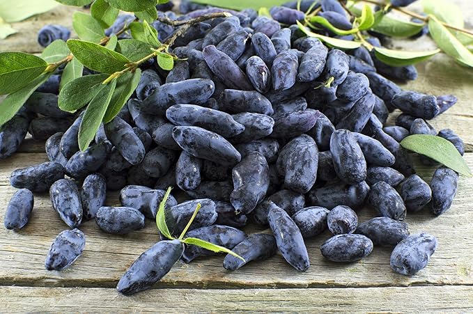 30 HONEYBERRY Blue Honeysuckle Lonicera Caerulea Edible Fruit Shrub Seeds
