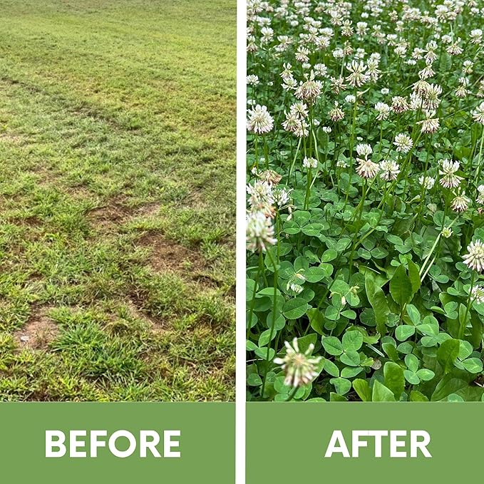 Flawn Seed Kits White Dutch Clover Seed, 1 Lb, Organic Coated, Natural Lawn, Ground Cover, Hunting Food Plot, Covers up to 3,600 Sqft