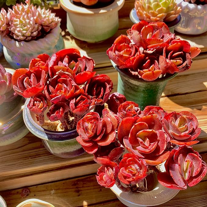 FWPP Live Succulents Plants Echeveria Suyon 4.3 inches,Rare red Succulents Bare Root Without Pot Soil, Live Plants Indoor Office Decoration Wedding and Gift