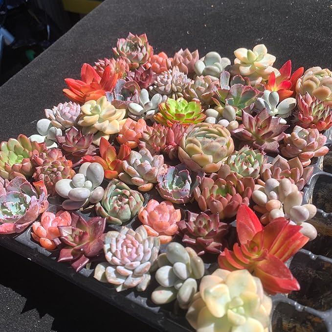 THE ONE BLOOM Mix DIY Rare Live Succulent Plants, 0.5-1,5" Random Mystery Bulk Succulent Live Plant, Without Pot & Soil, 6/12/24 Pcs, Garden Indoor Office Desk Decoration, Plant Gifts (12)