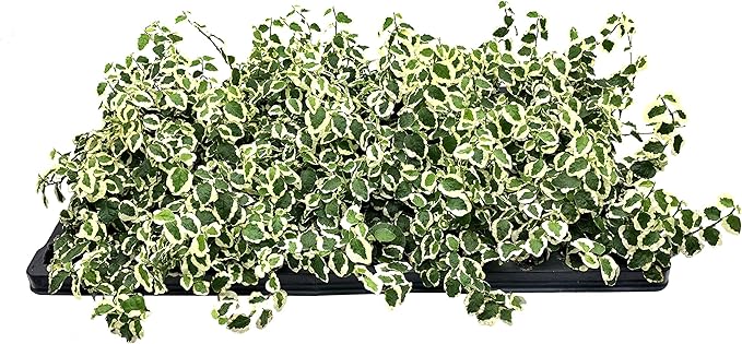 Variegated Creeping Fig Vine - Ficus Pumila Variegata - 40 Live Fully Rooted 2 Inch Plants - Climbing Ivy