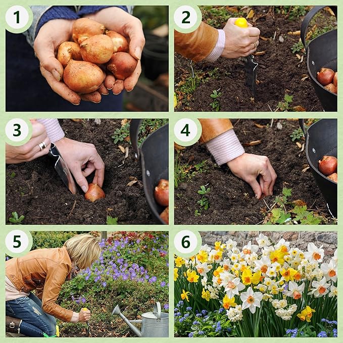 Dutch Bulbs Daffodil Bulbs Spring Dream Collection - 25 Perennial and Hardy Flower Bulbs - Scented Daffodil Mix from The Netherlands - for Garden and Pot (no Seeds - not Artificial)