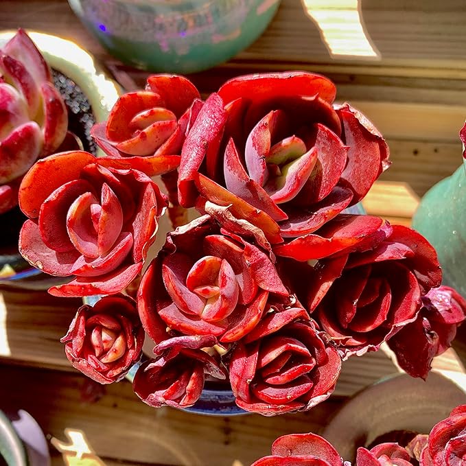 FWPP Live Succulents Plants Echeveria Suyon 4.3 inches,Rare red Succulents Bare Root Without Pot Soil, Live Plants Indoor Office Decoration Wedding and Gift