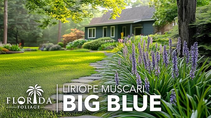 Liriope Big Blue | 10 Live 4 Inch Plants | Liriope muscari | Lavender Blue Flowers | Evergreen Ground Cover for Shade | Landscape Borders for Walkways and Beds