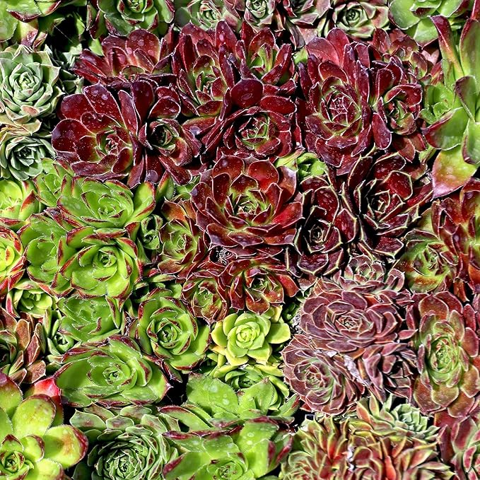 Mountain Crest Gardens Sempervivum Bulk Pack - 50 Live Cold Hardy Plants, 5 of Each Variety, Rooted in 2 Inch Pots - Real Succulents for Outdoor Projects, Landscaping & Resale