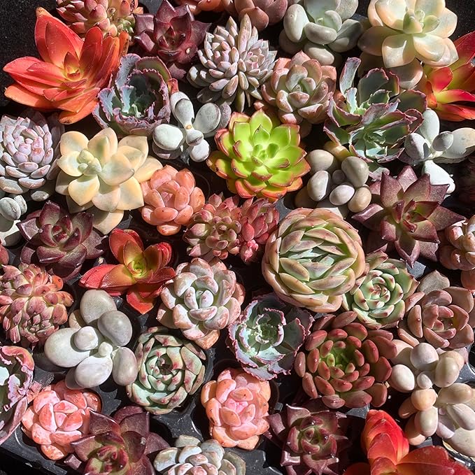 THE ONE BLOOM Mix DIY Rare Live Succulent Plants, 0.5-1,5" Random Mystery Bulk Succulent Live Plant, Without Pot & Soil, 6/12/24 Pcs, Garden Indoor Office Desk Decoration, Plant Gifts (12)