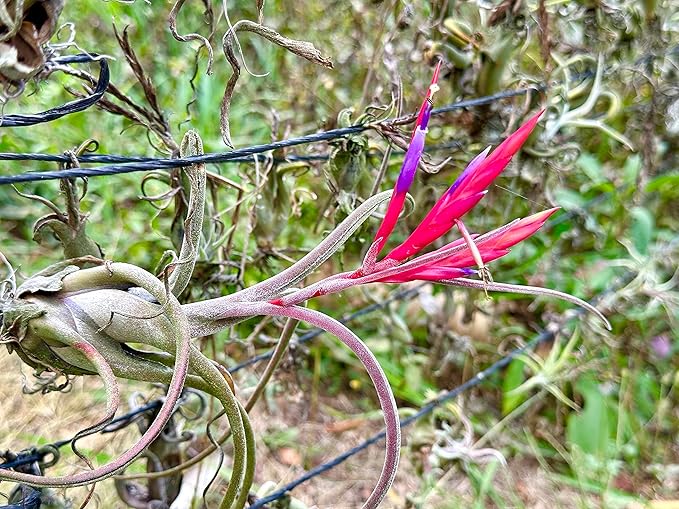 ragnaroc Air Plants - Flowering Tillandsia Caput Medusae, Large 5-7" - 1ct - Live Arrival Guaranteed - House Plants for Home Decor & Gift