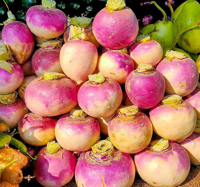 Turnip Seeds for Planting – 200 Non GMO Heirloom Purple Top Turnip Seeds – Full Planting Instructions to Plant Home Outdoor Vegetable Garden – Great Gardening Gift, 2 Packets