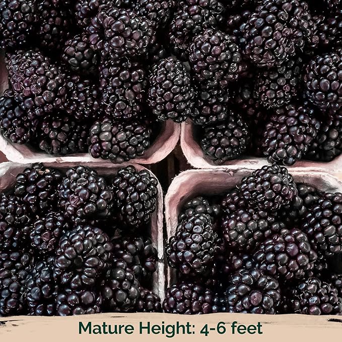 KVITER 50 Black Raspberry Seeds (Rubus Occidentalis) – Organic Raspberries Heirloom Seeds, Non GMO Blackcap Berries Perennial Bush Seeds – Perfect Fruit Seeds for Planting in Any Outdoor Garden