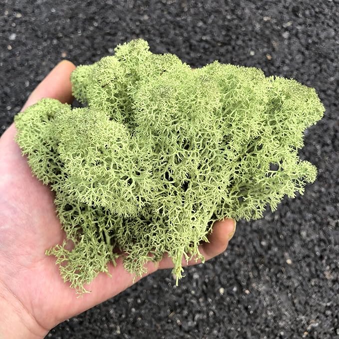 prefleur Preserved Reindeer Moss Natural Green DIY Kit Gardenning Art Wall Decor Florist Decor Easter Table Decor Wedding