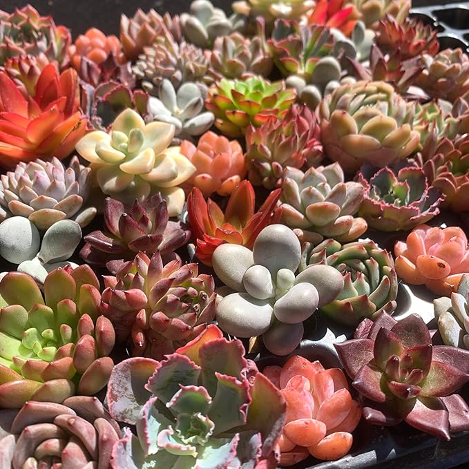 THE ONE BLOOM Mix DIY Rare Live Succulent Plants, 0.5-1,5" Random Mystery Bulk Succulent Live Plant, Without Pot & Soil, 6/12/24 Pcs, Garden Indoor Office Desk Decoration, Plant Gifts (6)