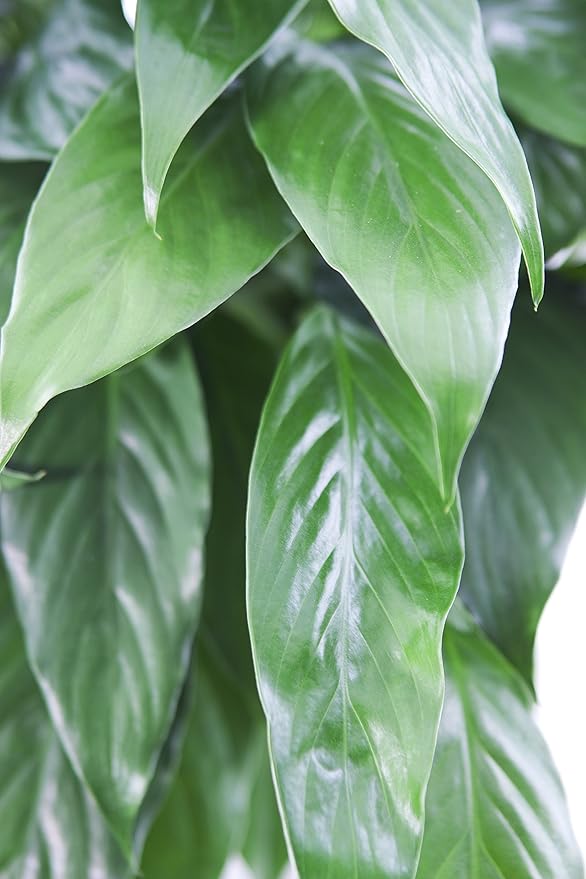KaBloom - Large Purifying Peace Lily in 6" Pot - Fresh Flowers for Birthday, Valentine's & Mother's Day
