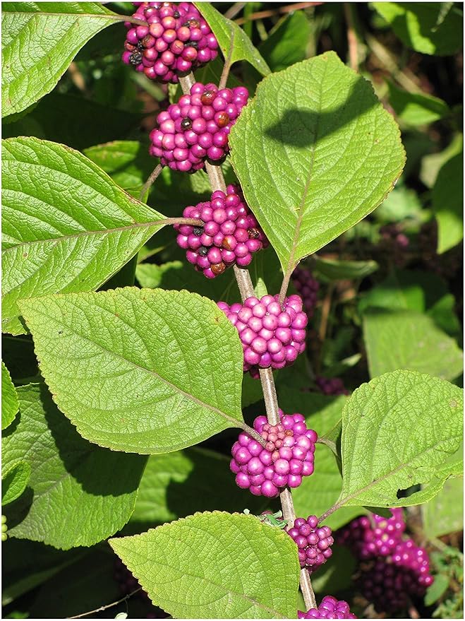 American Beautyberry | 10 Live Plants | Callicarpa Americana | Bird Attracting Beautiful Berries and Foliage