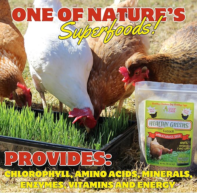 Healthy Greens Wheatgrass Scratch Feed & Fodder Seed, 1lb Bag. Premium Wheat Berries, Non-GMO Wheatgrass for Backyard Chickens, Plant Indoors/Outdoors. Also Ideal for Cats, Dogs w/Chick Fresh