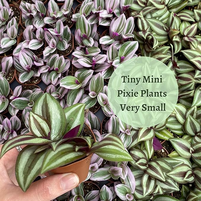Wandering Jew, Tradescantia zebrina Bosse, Limited, in a 2 inch Pot Super Cute