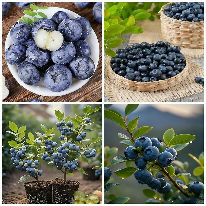 Blueberry Bush Seeds for Planting, 500+ Blueberry Fruit Seed, Non-GMO Fruit Seeds for Small Garden Border, Home Outdoor