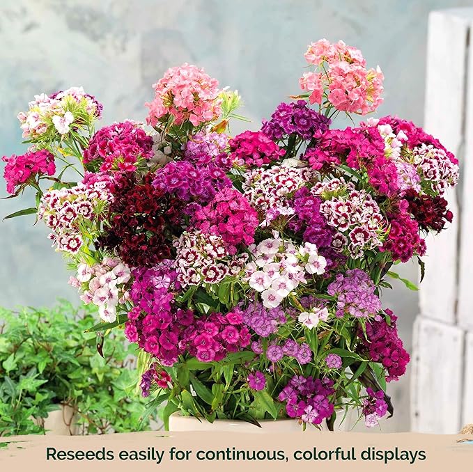 KVITER 5000 Mix Sweet William Seeds for Planting (Dianthus barbatus) – Organic & Heirloom Seed, Clove-Scented Blooms, Drought Tolerant – Perennial Flower Seeds to Plant Outside & Inside