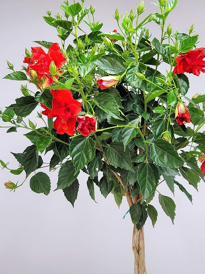 Live Braided Hibiscus Tree - Red Double Flower - Overall Height 38" to 44" - Tropical Plants of Florida (Plant Only)
