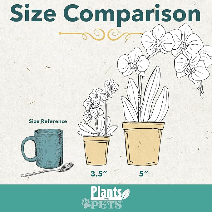 Large Novelty Live Orchids Blooming in 5" Blue & White Orchid Pot, Pet Friendly Live Plant Gifts for Plant Lovers, Approx. 22"+ Tall, Real Houseplants, Phalaenopsis Moth Flowers by Plants for Pets
