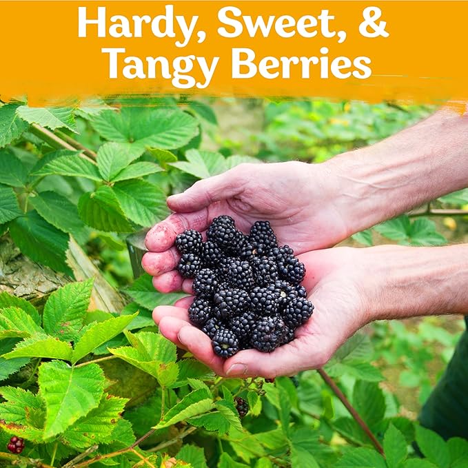KVITER 50 Black Raspberry Seeds (Rubus Occidentalis) – Organic Raspberries Heirloom Seeds, Non GMO Blackcap Berries Perennial Bush Seeds – Perfect Fruit Seeds for Planting in Any Outdoor Garden