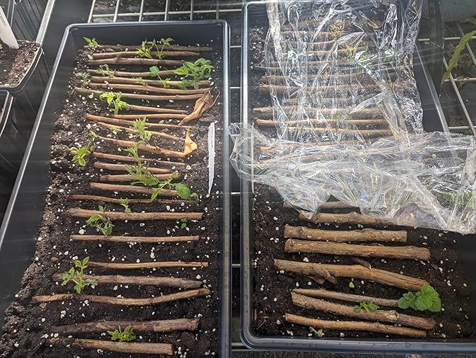 Heritage Raspberry Plants (5 Plants) - 5 Raspberry Supports Included! - Bare Root Plants from Hand Picked Nursery
