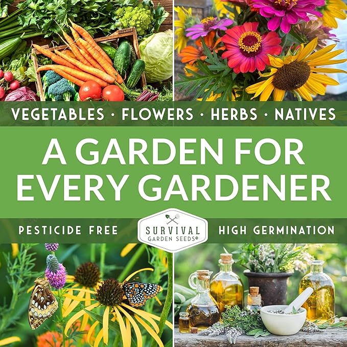 Ground Cherry Seeds for Planting – High Yield Heirloom Cape Gooseberry with Sweet Golden Fruit in Papery Husks, Non-GMO Golden Berry Garden Favorite - Survival Garden Seeds (1 Pack)