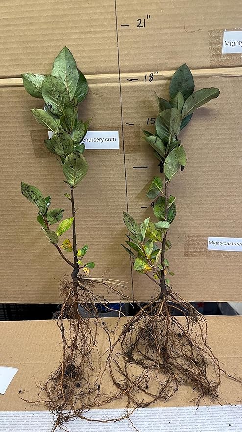 8-14" Tall Aronia melanocarpa Black Chokeberry bareroot Plant